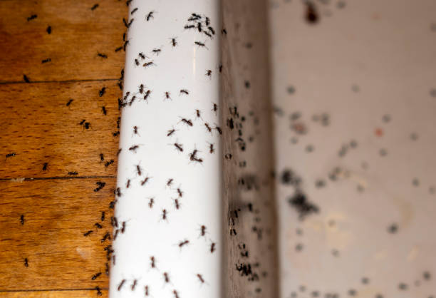 Best Pest Prevention Services  in Colonia, NJ